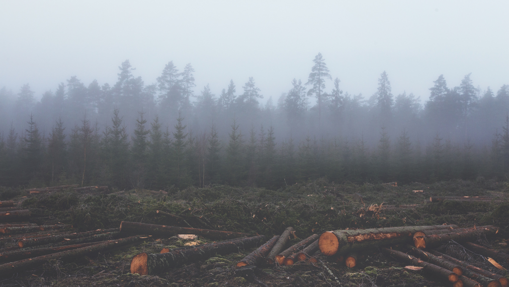What are The Impact of Mass Producing Furniture On Mass Deforestation Each Year